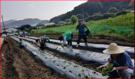 내촌면 남녀새마을지도자‘사랑의 배추심기’실시 기사 이미지