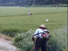 보성군, 아픈 이웃위해 마을 주민들이 직접 농사 대신해 기사 이미지