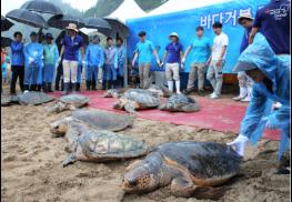 멸종위기 바다 거북, 제주 푸른바다 다시 품다! 기사 이미지