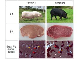 제주재래돼지, 고기 맛(육질)의 비밀 풀었다 기사 이미지