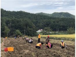 매곡면 적십자 봉사회, 사랑의 고구마 캐기 봉사 활동 기사 이미지