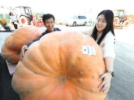 올해 박과채소 챔피언 ‘319kg 호박’…국내 신기록 기사 이미지