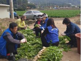 포천시 영북면지역사회보장협의체, 아삭아삭 맛있는 행복 나눔-총각무 김치 기사 이미지