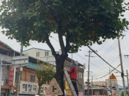 함양군, 시가지 가로수 수형 확 바꾼다  기사 이미지