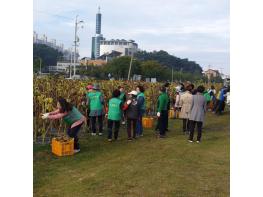 제천시새마을남녀지도자, 모산비행장 해바라기씨 수확 및 꽃대 제거 기사 이미지