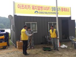 양평군, 아프리카 돼지열병 확산 방지를 위한 소규모 돼지농가 수매 실시 기사 이미지