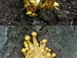 갈황색미치광이버섯으로 폐암·전립선암 잡는다 기사 이미지