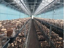 제주 표고버섯, 시설재배로 연중생산!! 기사 이미지