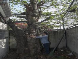 국립산림과학원, 아파트 3층 높이의 거대한 닥나무 발견 기사 이미지