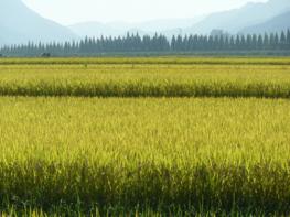 다양한 기능, 용도로 개발된 우리 쌀 품종 ‘최고’ 기사 이미지