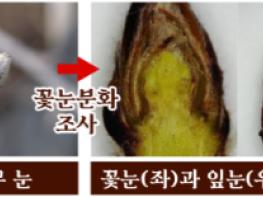 음성군, 사과 꽃눈 분화율 감소에 따른 전정 주의 기사 이미지