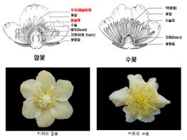 키위, 열매 잘 맺게 하려면 ‘나무 성별’ 먼저 확인 기사 이미지