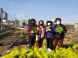 양산시 평산동 지역사회보장협의체, 사랑의 배추 수확 나눔 기사 이미지