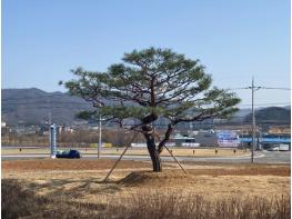 차주원 전 대한적십자사 충북지사 회장, 음성읍에 소나무 기증 기사 이미지