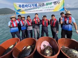 전남해양수산과학관, 구조한 푸른바다거북 자연 품으로 기사 이미지