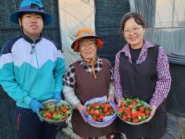 강진군 도시 떠난 3代, 강진에서 딸기처럼 달콤한 삶 누려 기사 이미지