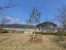 충남도, 홍예공원에 뿌리내린 ‘천년 명품목’ 기사 이미지