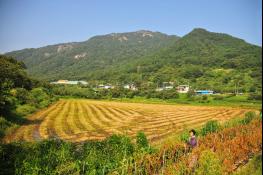 순창군 2019년 쌀·밭·조건불리지역 직불금 신청 접수 기사 이미지