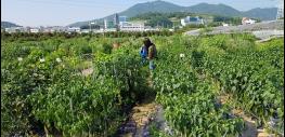 여수시, 친환경 가족텃밭 및 유기농텃밭 신청자 모집 기사 이미지