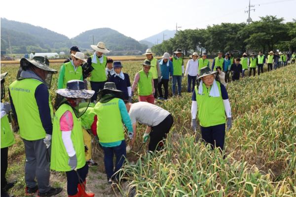 대구시, 민·관 힘 모아 농촌 일손돕기 나서 기사 이미지