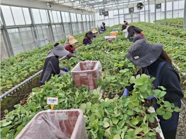 충남도 딸기 무병묘 보급으로 고품질 생산기반 강화 기사 이미지