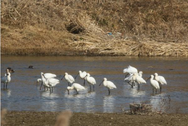 공익단체 늘푸른나무, 논산 연산천에서 노랑부리저어새 월동중 기사 이미지