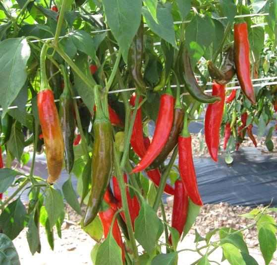 경북도, 전통의 맛을 잇는 영양 재래종 고추 종자 분양 개시! 기사 이미지