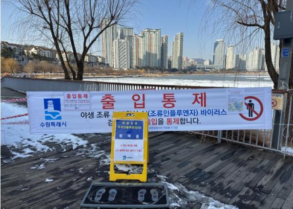 수원 원천호수에서 수거한 큰기러기 폐사체에서 고병원성 조류인플루엔자(AI) 바이러스 검출 기사 이미지