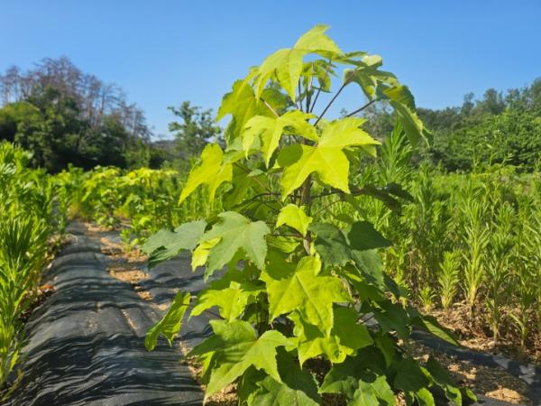 울진군 “음나무·초피나무 심고 소득 올리세요” 기사 이미지