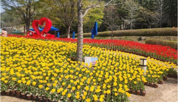 거제시 독봉산웰빙공원, 화려한 봄꽃으로 수놓을 예정 기사 이미지