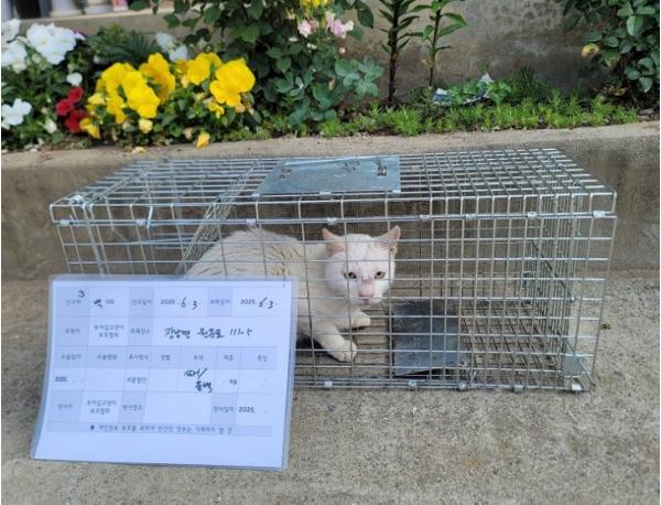 부여군, 상반기 실외 사육견·길고양이 중성화 수술 지원 추진 기사 이미지