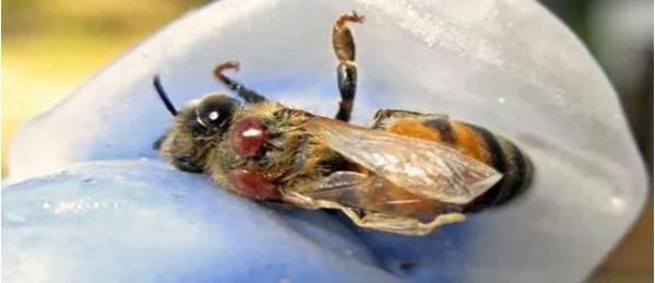 진주시, 봄철 ‘꿀벌응애류’ 집중 방제 추진 기사 이미지