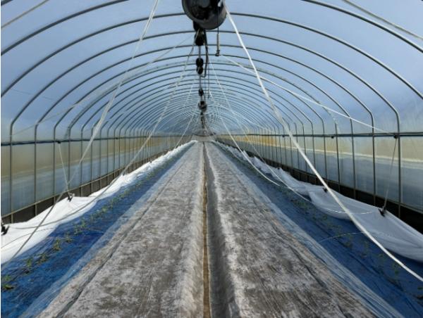 영동군, 소형 자동화 개폐기 도입으로 수박 재배 노동력 90% 절감 기사 이미지