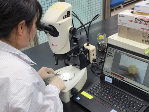 강릉시농업기술센터, 딸기 꽃눈분화 검경 서비스 실시 기사 이미지